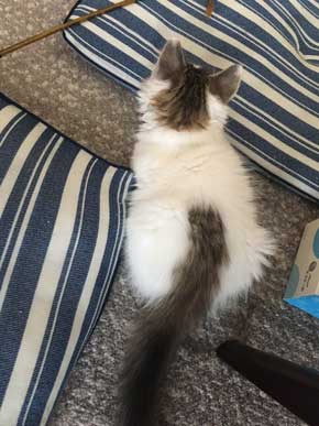 ンバッ 猫 ディフェンス 威嚇 驚き 顔 尻尾 かわいい 2匹 写真