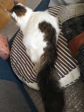 ンバッ 猫 ディフェンス 威嚇 驚き 顔 尻尾 かわいい 2匹 写真