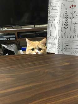 ンバッ 猫 ディフェンス 威嚇 驚き 顔 尻尾 かわいい 2匹 写真