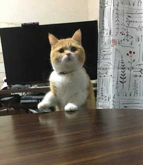 ンバッ 猫 ディフェンス 威嚇 驚き 顔 尻尾 かわいい 2匹 写真