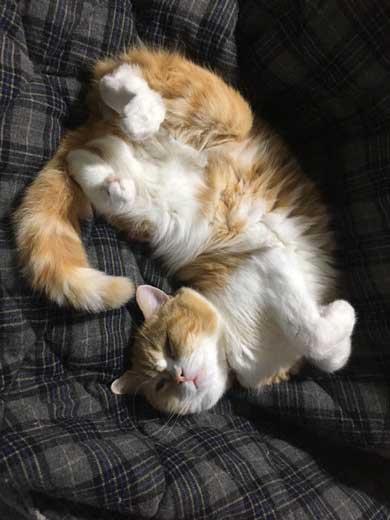 ンバッ 猫 ディフェンス 威嚇 驚き 顔 尻尾 かわいい 2匹 写真