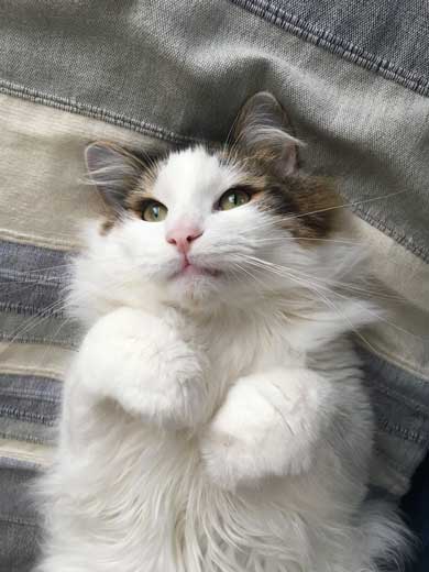 ンバッ 猫 ディフェンス 威嚇 驚き 顔 尻尾 かわいい 2匹 写真