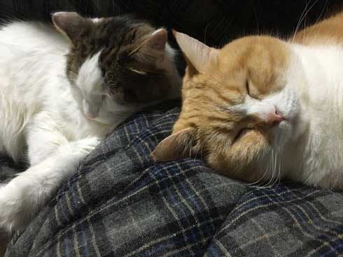 ンバッ 猫 ディフェンス 威嚇 驚き 顔 尻尾 かわいい 2匹 写真