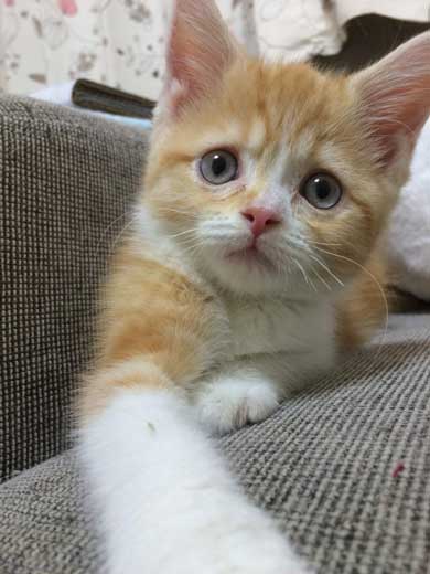 ンバッ 猫 ディフェンス 威嚇 驚き 顔 尻尾 かわいい 2匹 写真