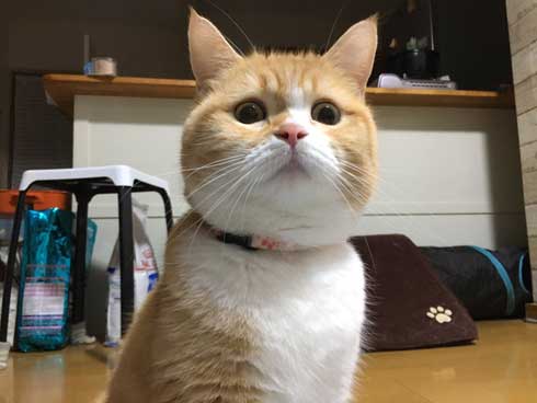 ンバッ 猫 ディフェンス 威嚇 驚き 顔 尻尾 かわいい 2匹 写真