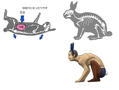骨格 動物