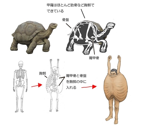 骨格 動物