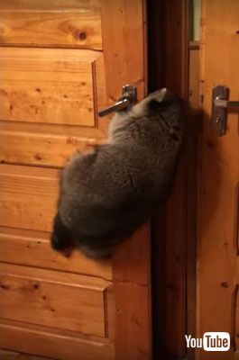 ドアを開けるアライグマ