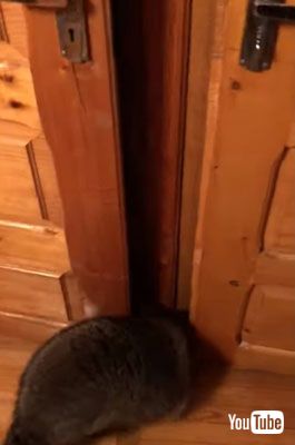 ドアの向こうへ消えるアライグマ