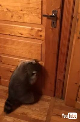 ドアから降りるアライグマ