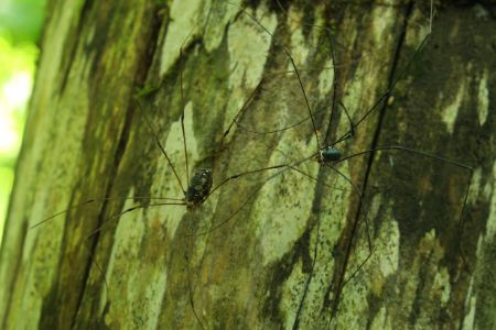 虫との和解ツアー