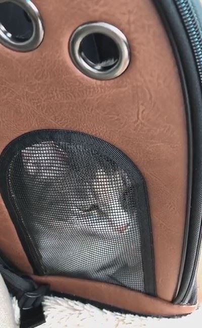 「ヤヴァイ」と鳴く猫ちゃん