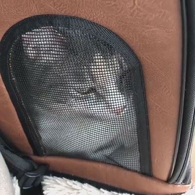 「ヤヴァイ」と鳴く猫ちゃん