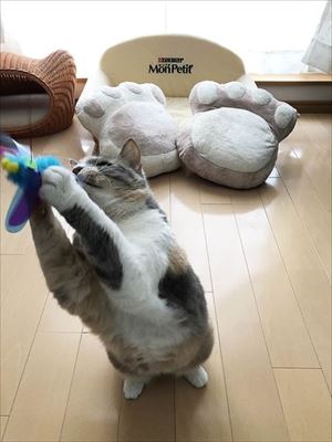 「ヤヴァイ」と鳴く猫ちゃん