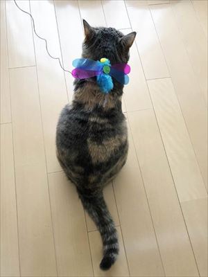 「ヤヴァイ」と鳴く猫ちゃん