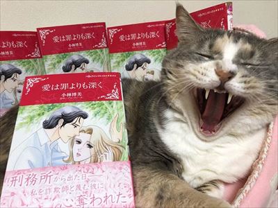 「ヤヴァイ」と鳴く猫ちゃん