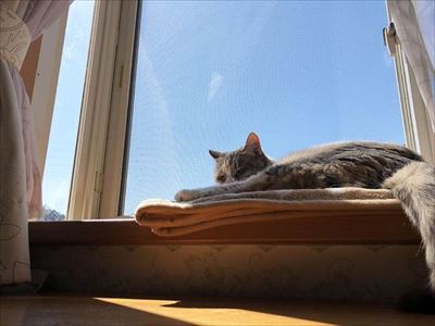 「ヤヴァイ」と鳴く猫ちゃん