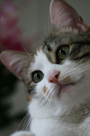 「ヤヴァイ」と鳴く猫ちゃん