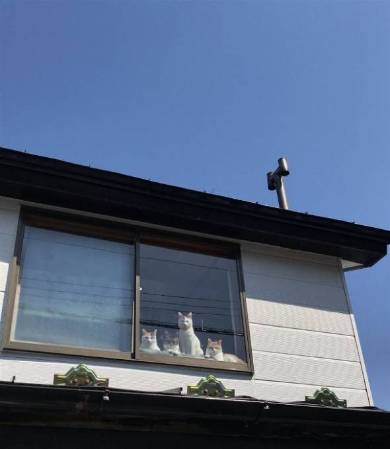 選挙カーにあいさつ ネコチャン