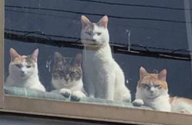 選挙カーにあいさつ ネコチャン