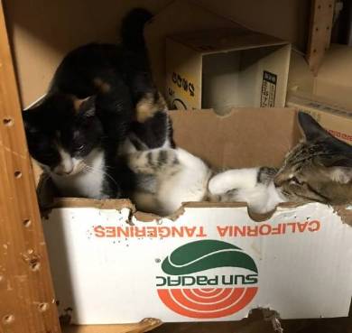 選挙カーにあいさつ ネコチャン