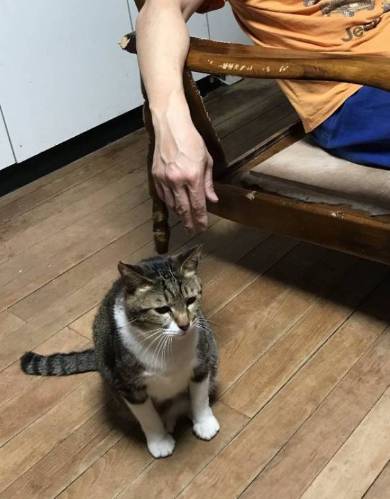 選挙カーにあいさつ ネコチャン