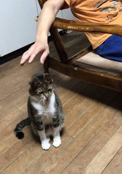 選挙カーにあいさつ ネコチャン