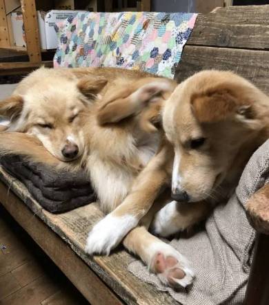 選挙カーにあいさつ ネコチャン