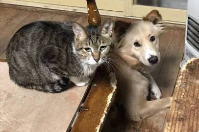 選挙カーにあいさつ ネコチャン