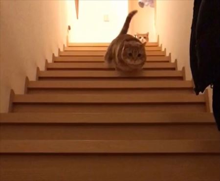 茶太郎きなこの短足日記