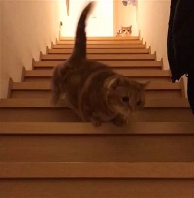 茶太郎きなこの短足日記