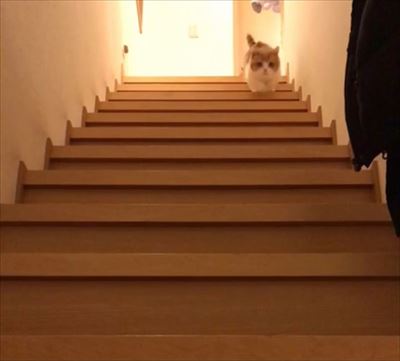 茶太郎きなこの短足日記