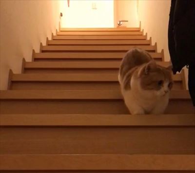 茶太郎きなこの短足日記