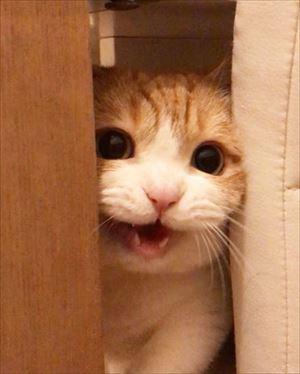 茶太郎きなこの短足日記