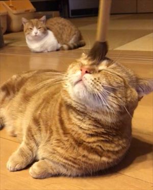 茶太郎きなこの短足日記