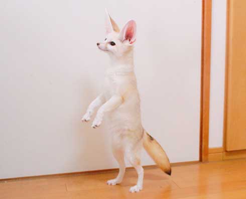 よく立つ キツネ 狐 フェネック マロン チャイ 歩く