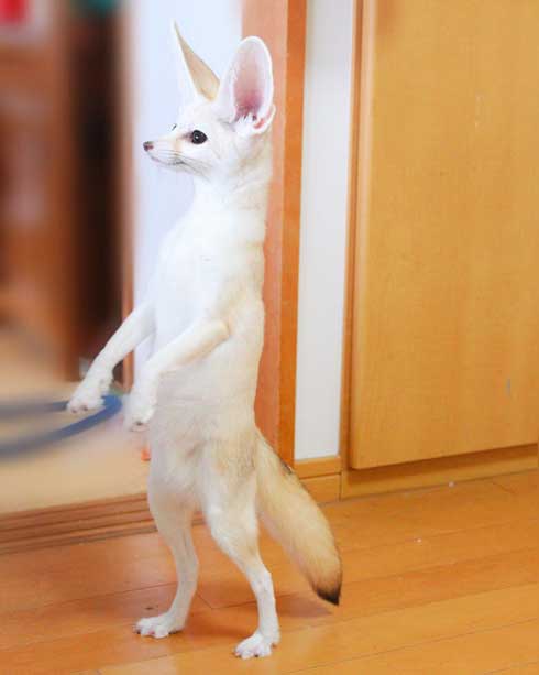 よく立つ キツネ 狐 フェネック マロン チャイ 歩く