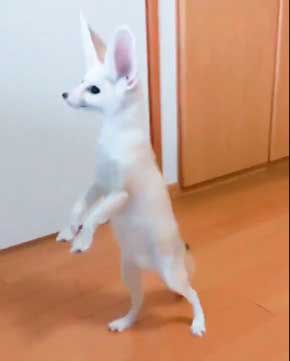 よく立つ キツネ 狐 フェネック マロン チャイ 歩く