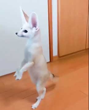 よく立つ キツネ 狐 フェネック マロン チャイ 歩く