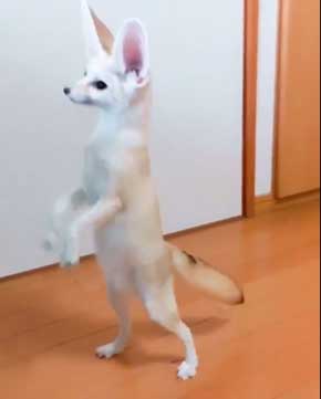 よく立つ キツネ 狐 フェネック マロン チャイ 歩く