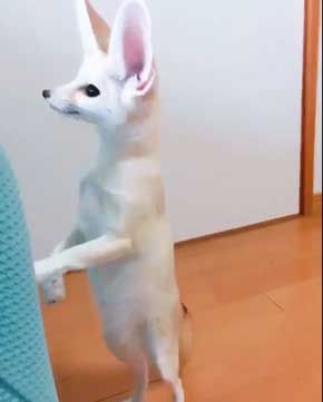 よく立つ キツネ 狐 フェネック マロン チャイ 歩く
