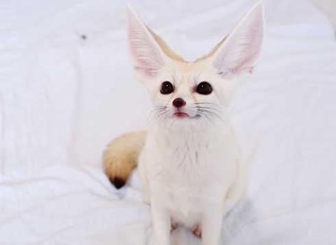 よく立つ キツネ 狐 フェネック マロン チャイ 歩く