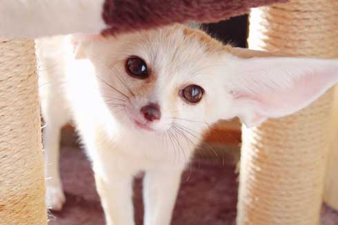 よく立つ キツネ 狐 フェネック マロン チャイ 歩く