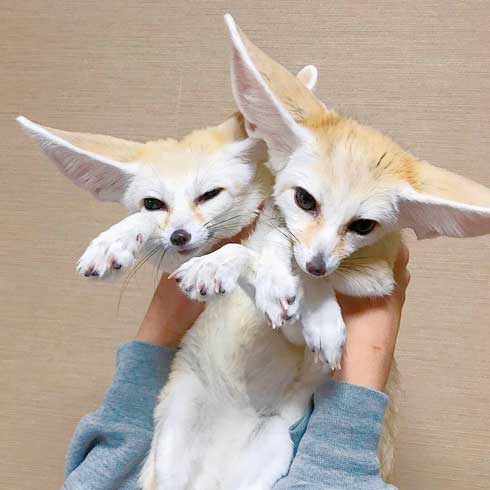 よく立つ キツネ 狐 フェネック マロン チャイ 歩く