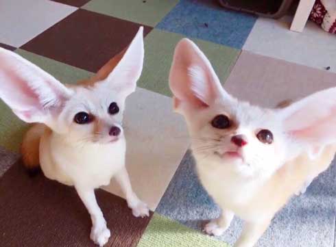 よく立つ キツネ 狐 フェネック マロン チャイ 歩く