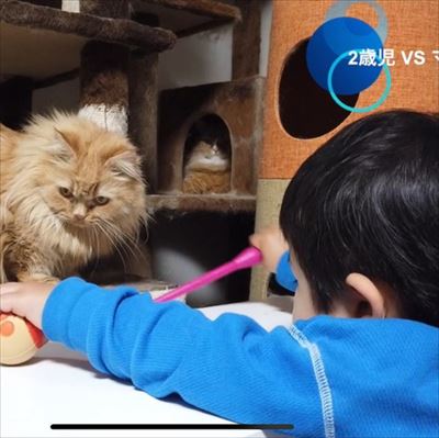 マンチカンズと仲間たち