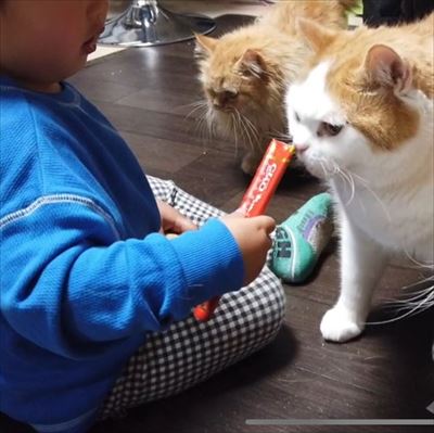 マンチカンズと仲間たち