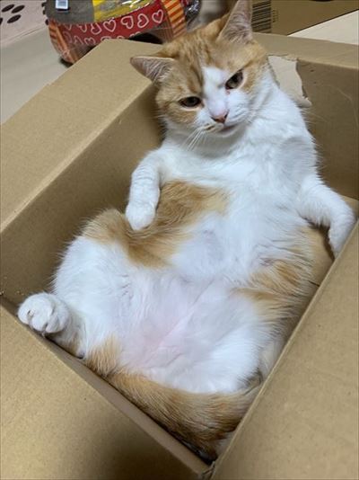 マンチカンズと仲間たち