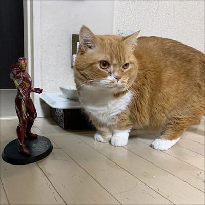 マンチカンズと仲間たち