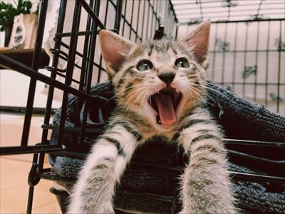 たいとコスモス、ときどきザクロ